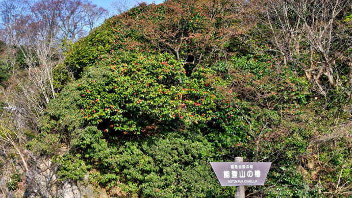 男鹿でツバキとカタクリを。(2024年4月13日)