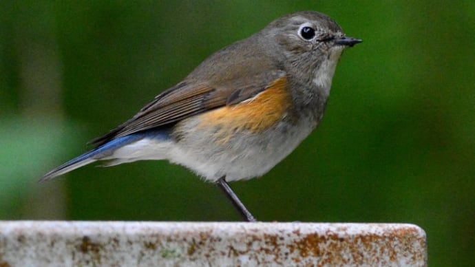 粟島の野鳥たち ルリビタキ