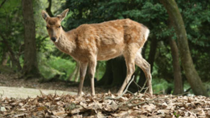 鹿男あをによし! 奈良公園と鹿のフン?