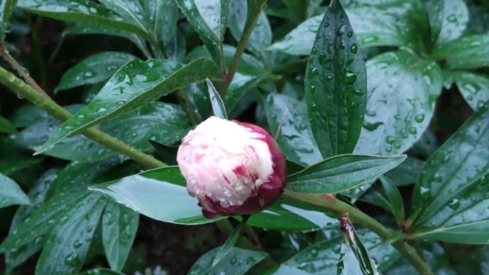 雨降って、気づきひとつ♪