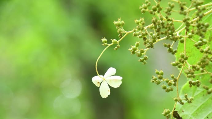 さりげなく美しい…森の中