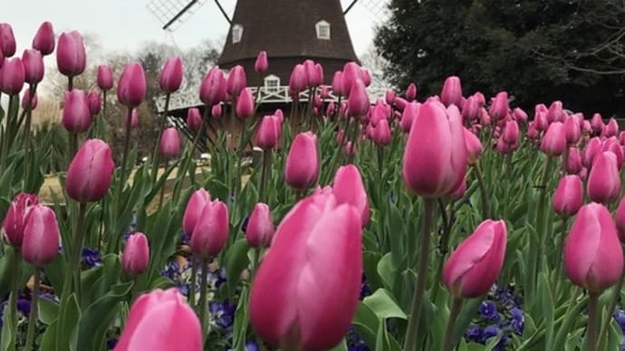 ふなばしアンデルセン公園のアイスチューリップ