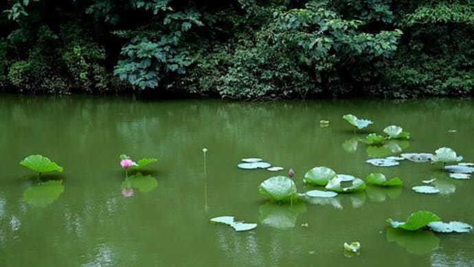 ハスの池