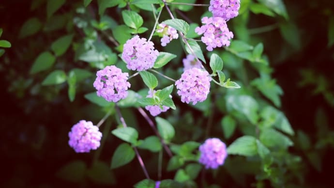 楽しく、素敵な日曜日を。✨🌸🙂☘️🎶