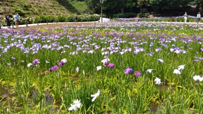 菖蒲園に行ってショウブの花を見る