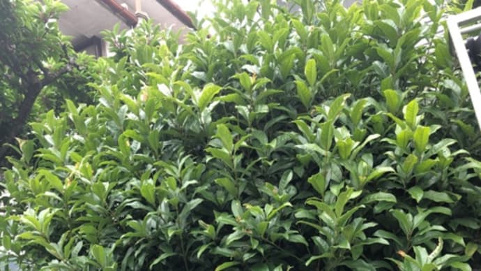 植木の剪定