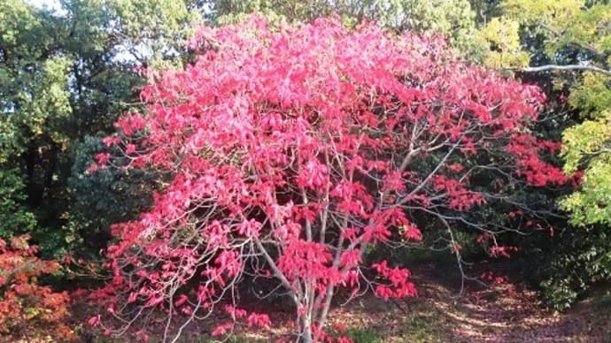 仁徳天皇陵からニサイザイ古墳・他