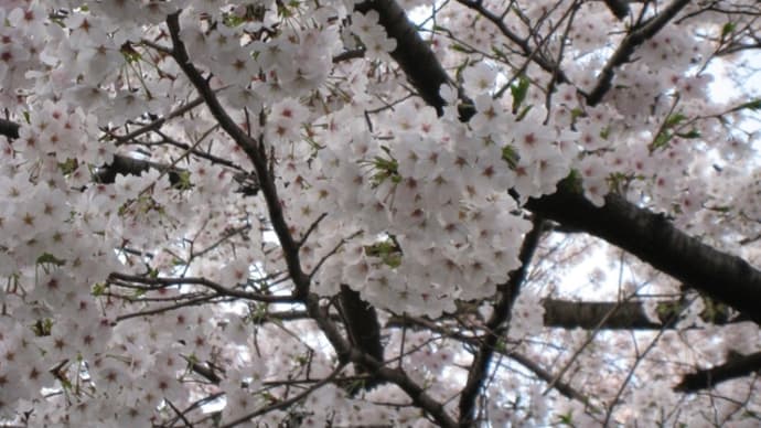 春の花(福岡市社交ダンススタジオ・ダンススクールライジングスタースタッフより)