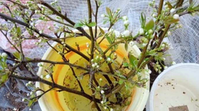 お手伝い 3月5回目 人工授粉&摘蕾&花摘み&播種