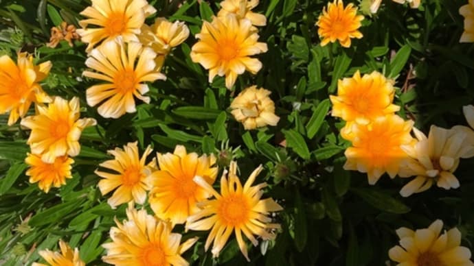 戸塚の花