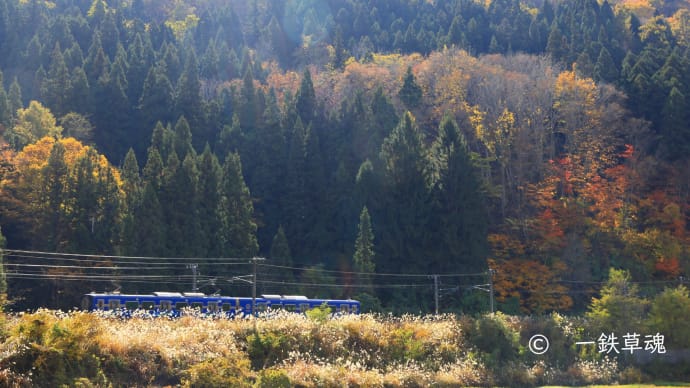 枯れススキ輝く里山の紅葉