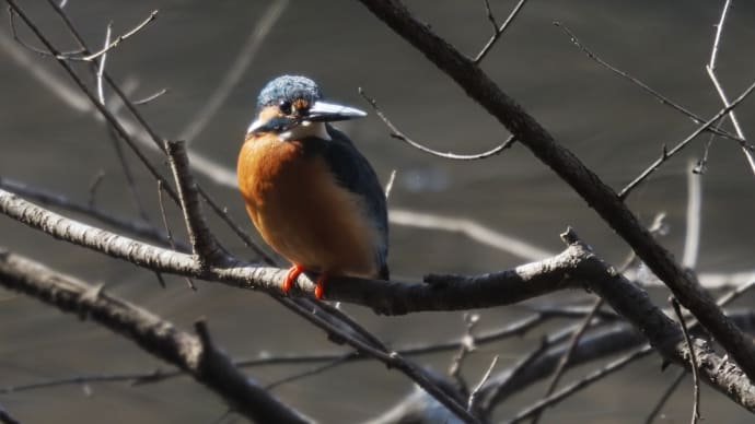 井頭公園野鳥散策