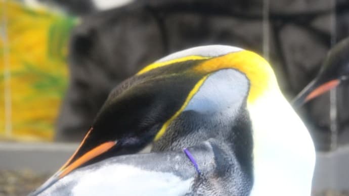 ペンギンのアゴからノド