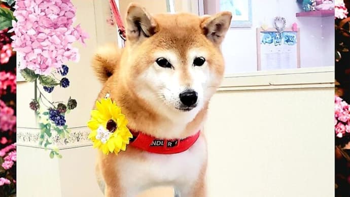 🐕 最後は。。。👀目を合わせられかったーーー💦