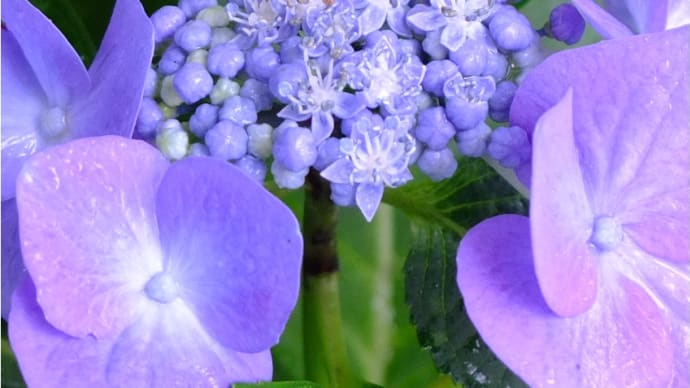 ☔ 上がりの 額紫陽花 🐌