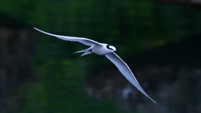 宮古島紀行2020年 その6 キンバト オオアジサシ エリグロアジサシ アカショウビン サンコウチョウ クロサギ ゴイサギ等