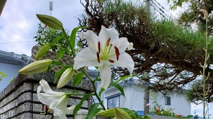 カサブランカが咲きました