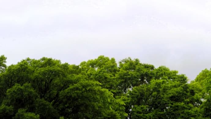 やっと梅雨入りしました。