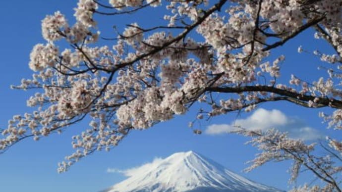 富士山には桜がよく似合う