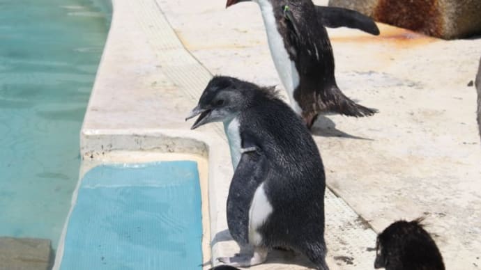 初々しいイワトビペンギン