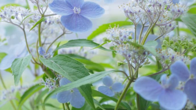 紫陽花が美し・・・ 瀬戸の月