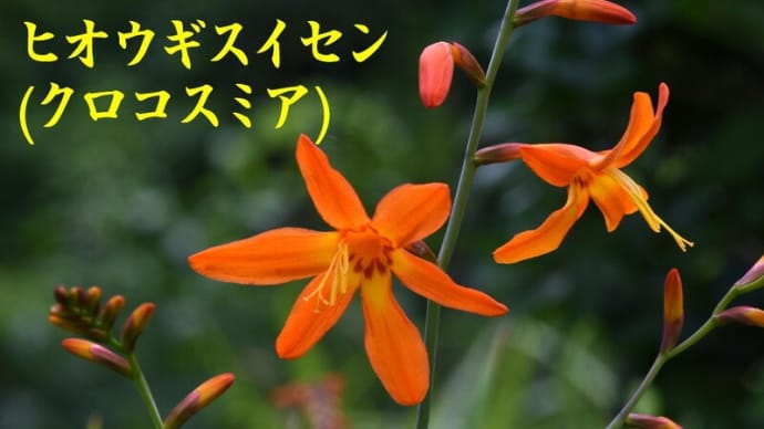 国内で販売禁止にしてほしい植物