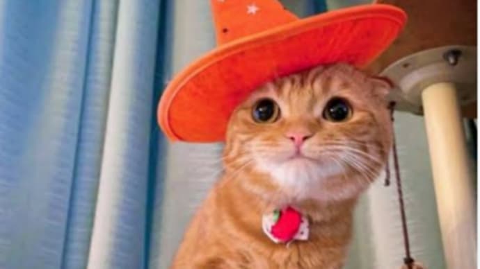 さてと🐱