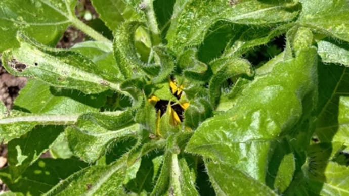 プランター活動のお花と多肉植物 20250628