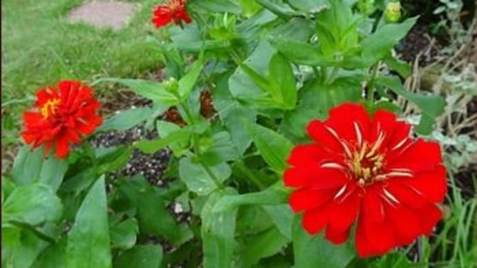 キキョウランを鉢植えに★南の庭のハート