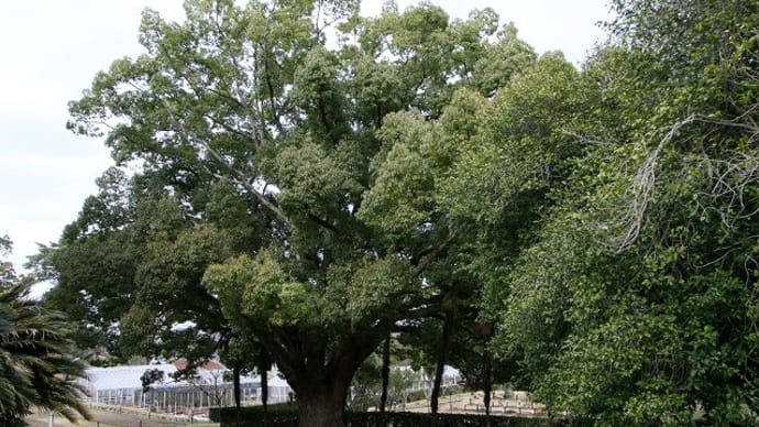 大阪公立大附属植物園 ④