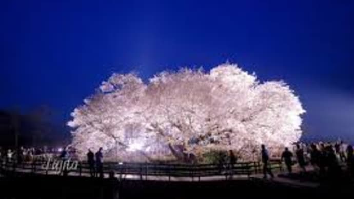 梅野哲の観に行きたい桜の名所⑰