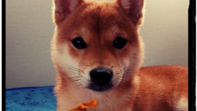 エアバギー。