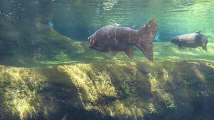 「国営アルプスあづみの公園」でみた淡水魚