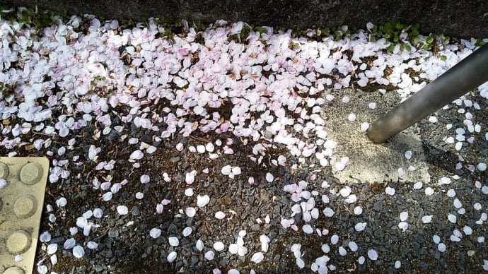 桜も散って葉桜に