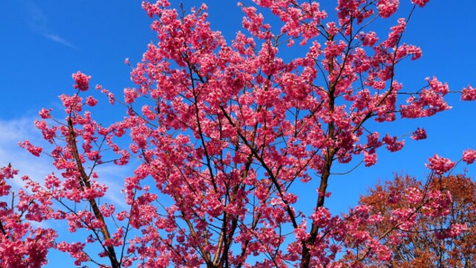 3月の馬場花木園①