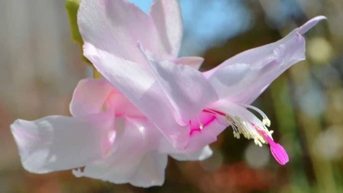 鉢植えのシャコバサボテン(4) 「トーアブリッタ」