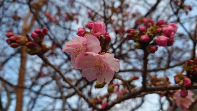 河津駅前にある河津桜が咲き始めました。