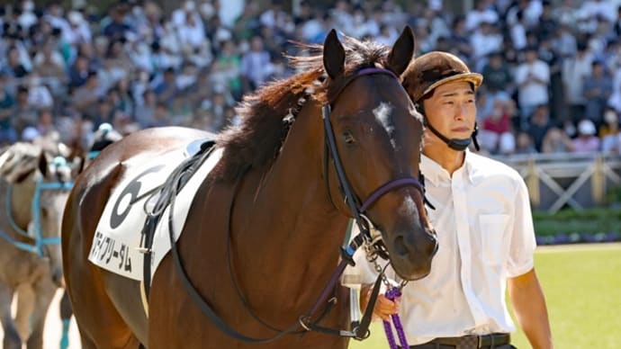 フライフリーダム、放牧。次走はダートか