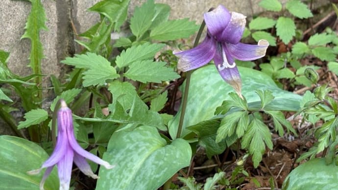 春の草花が一斉に庭に咲きました!