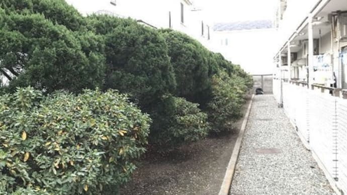マンション敷地内植木と雑草を定期的に管理