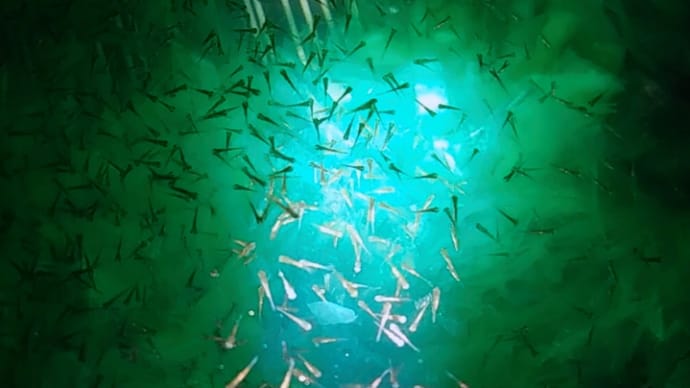 天青本命ペアの稚魚たち❤2021