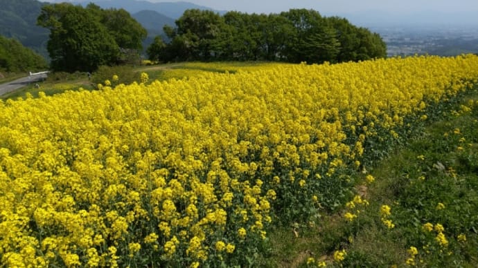 三ノ倉高原菜の花満開です。(2022.05.19)