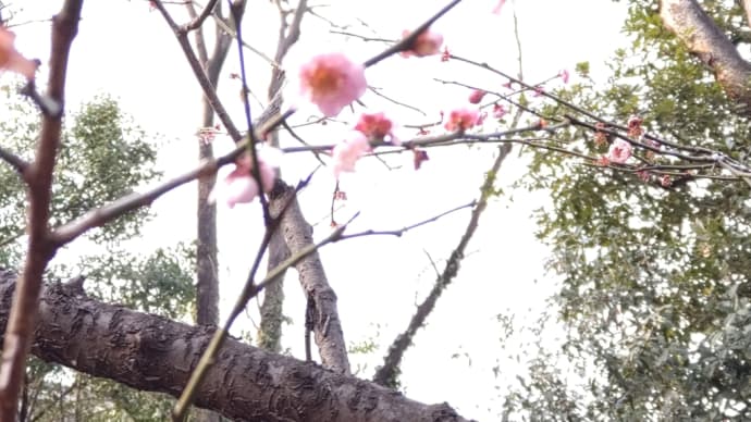 梅香る庭園　小石川後楽園