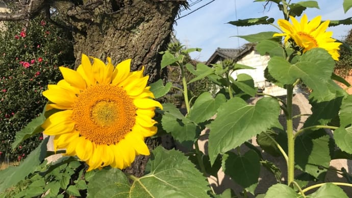 10年ぶりに、ホ、オポノポノ🍀