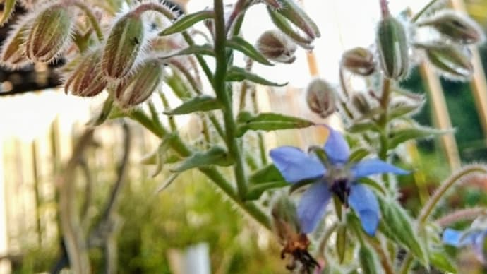 ボリジのお花