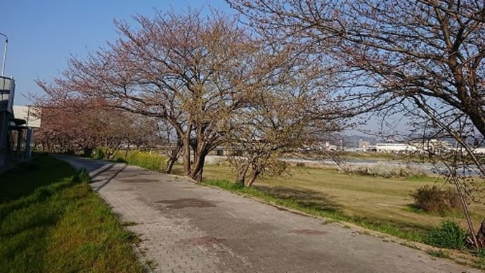 市川右岸 桜並木