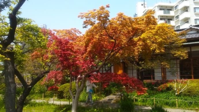 すっかり春(夏?)めいた「向島百花園」。その2。「青崖」。カルガモの番。