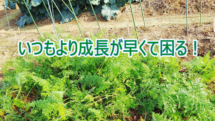 いつもより成長が早くて困る!