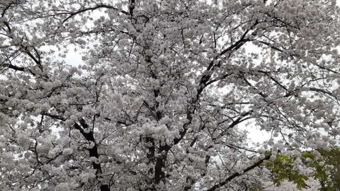 染井霊園の桜と二葉亭四迷