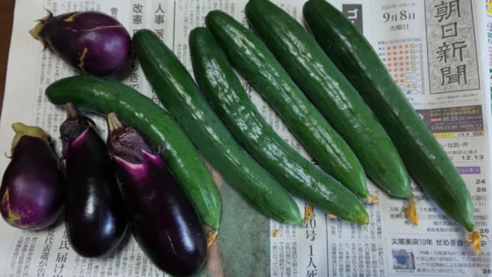 夏野菜栽培記録⑳パッションフルーツ
